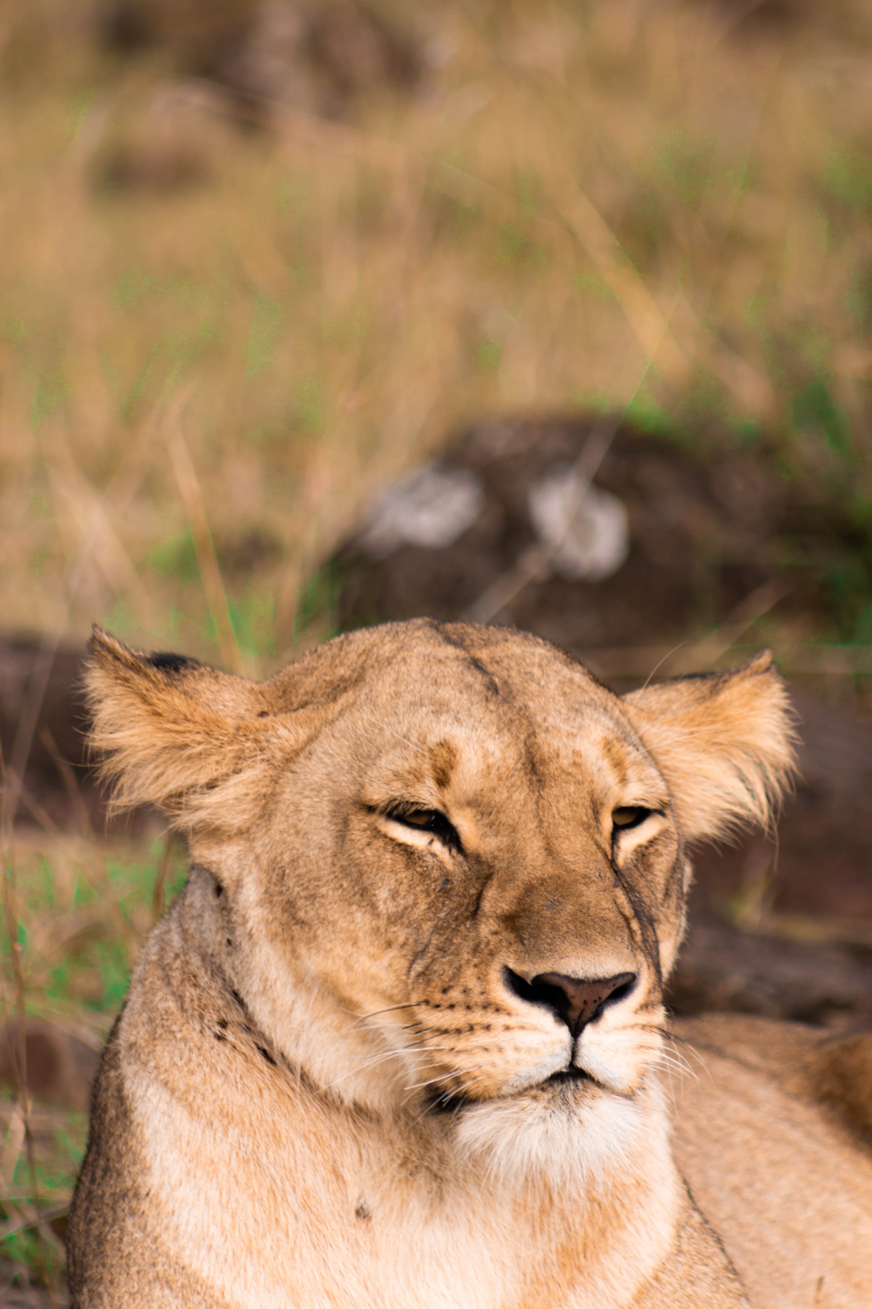 Lioness in the East African landscape