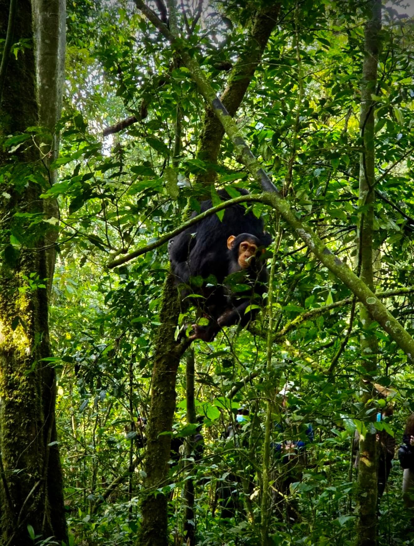 Gorilla & Primate Trekking