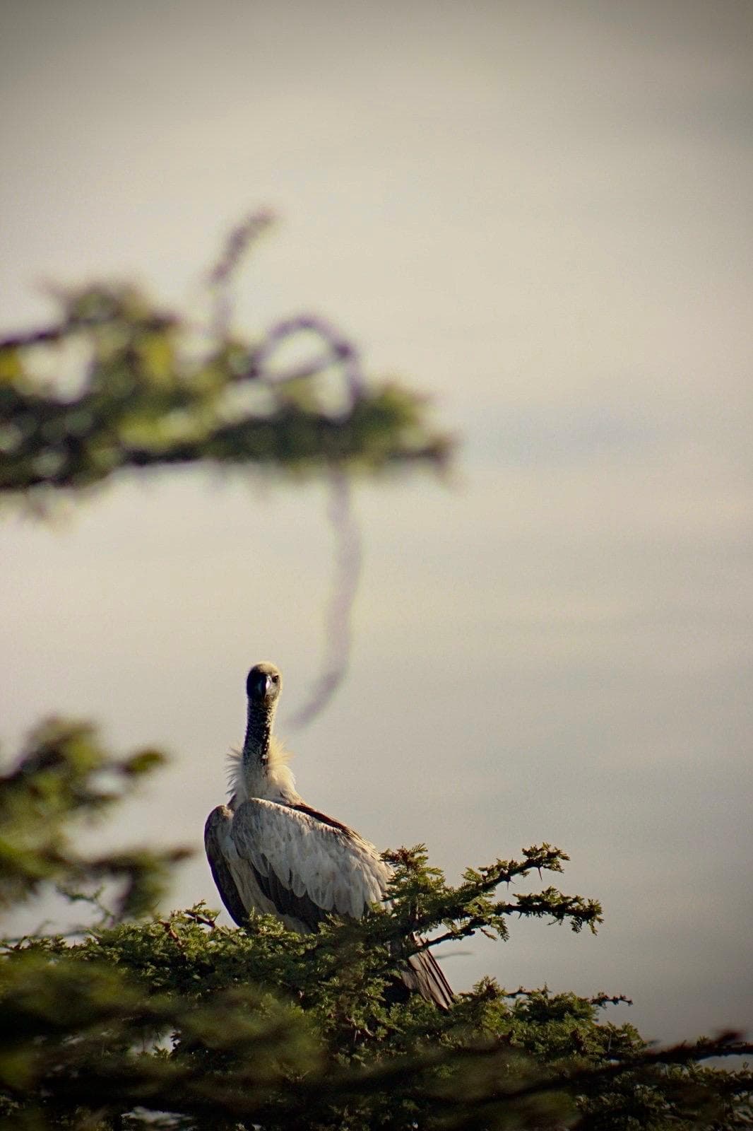 Birdwatching Expeditions